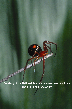 Red Widow Spider Picture - Red Widow Spider Photos from PestWorld