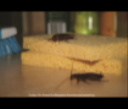 Cockroaches on Sponge Picture - Cockroach Photos from PestWorld