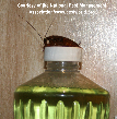 Cockroach Picture - Cockroach Photos from PestWorld