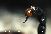 Scorpion Tail &amp; Stinger Picture - Scorpion Photos from PestWorld