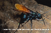 Tarantula Hawk Picture - Tarantula Hawk Photos from PestWorld