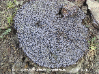 Termite Swarm Picture - Termite Photos from PestWorld