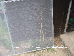 Termite Mud Tube Picture - Termite Photos from PestWorld 