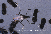 Tox Mosquito Atop Water with Pupa Below Picture - Mosquito Photos from PestWorld 