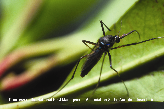 Tox Mosquito Picture - Tox Mosquito Photos from PestWorld