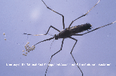 Tox Mosquito with Eggs Picture - Tox Mosquito Photos from PestWorld 