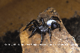 Trapdoor Spider Picture - Trapdoor Spider Photos from PestWorld