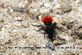 Velvet Ant Picture - Velvet Ant Photos from PestWorld