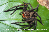 Wandering Spider Picture - Wandering Spider Photos from PestWorld