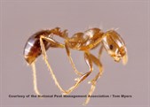 Imported Fire Ant