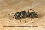 Carpenter Ant