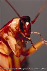American Cockroach