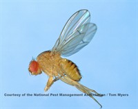 Fruit fly