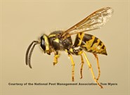 Yellowjacket