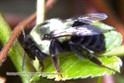 Bumble bee