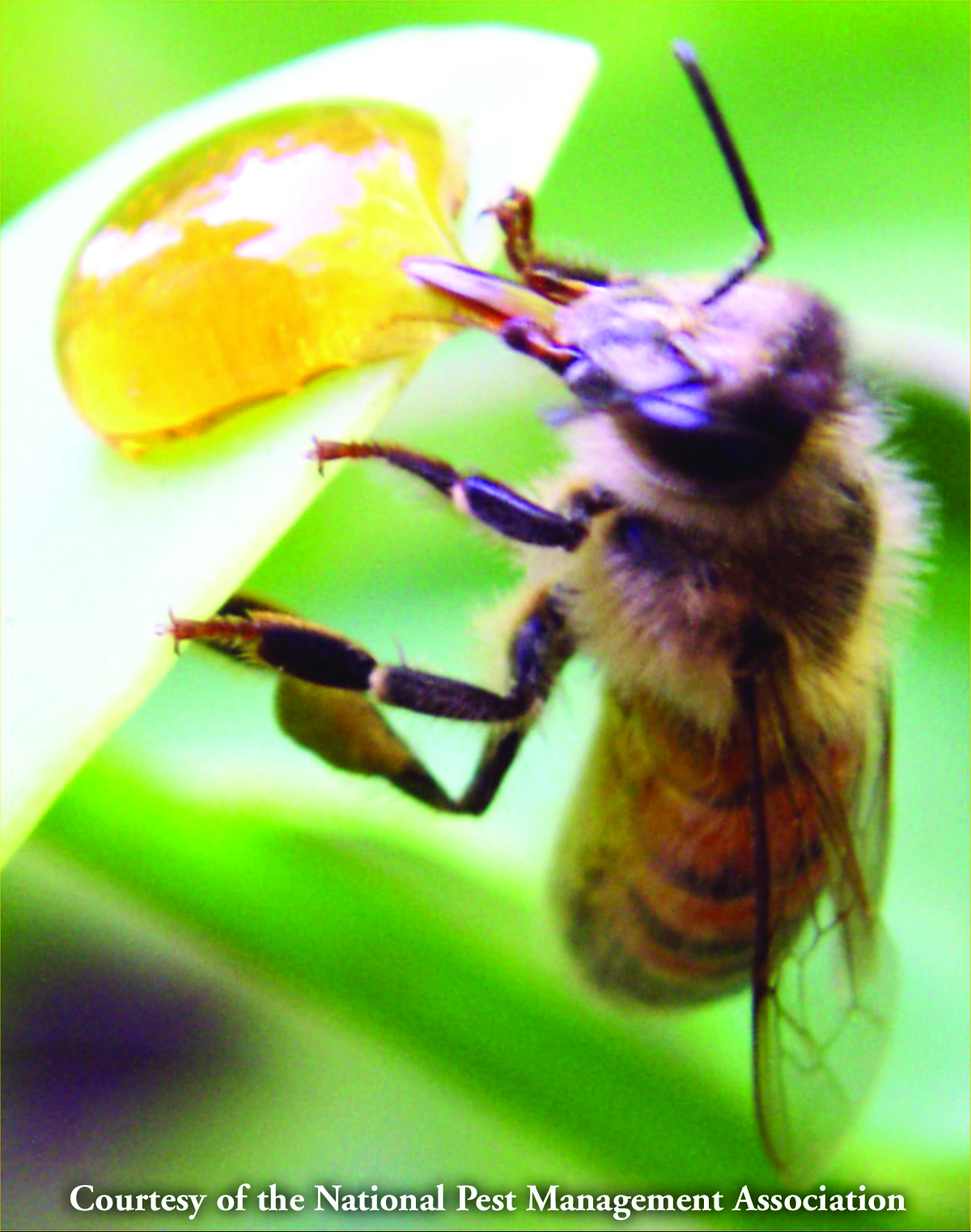 Honey bee