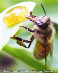 Honey bee