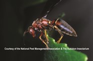 Paper wasp queen