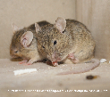 Mice Picture - Mice Photos from PestWorld