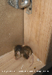 Mice in the Kitchen Picture - Mice Photos From PestWorld