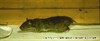 Norway Rat Pictures - Rodent Photos from PestWorld