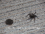 Spider and Quarter Picture - Spider Photos from PestWorld 