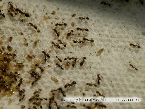 Ants Picture - Ant Photos from PestWorld