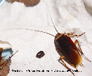 American Cockroach and Casing Picture - American Cockroach Photo from PestWorld
