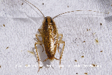 German Cockroach Piture - German Cockroach Photos from PestWorld