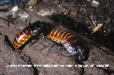 Madagascar Hissing Cockroaches Picture - Madagascar Hissing Cockroaches Photos from PestWorld