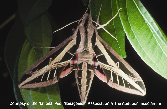 Banded Sphinx Moth Picture - Banded Sphinx Moth Photos from PestWorld 