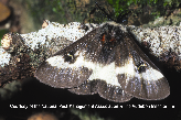 Buck Moth Picture - Buck Moth Photos from PestWorld
