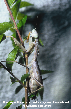 Carolina Mantis Picture - Carolina Mantis Photos from PestWorld