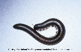 Giant African Millipede Picture - Giant African Millipede Photos from PestWorld