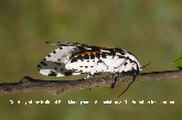 Giant Leopard Moth Picture - Giant Leopard Moth Photos from PestWorld