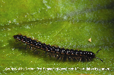 Greenhouse Millipede Picture - Greenhouse Millipede Photos from PestWorld
