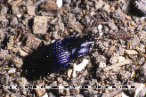 Ground Beetle Picture - Ground Beetle Photos from PestWorld