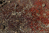 Tick Eggs Picture - Tick Egg Photos from PestWorld 