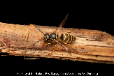 Yellowjacket Picture - Yellowjacket Photos from PestWorld