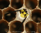Yellowjacket Picture - Yellowjacket Photos from PestWorld
