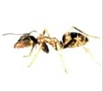 Argentine Ants