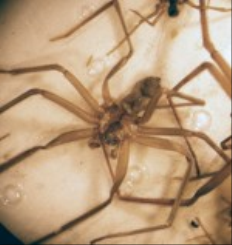 get rid of spiders-temecula-winchester-french valley-homeland
