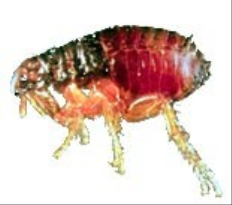 Fleas transmit diseases