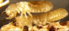 Drywood Termites