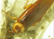 American Cockroaches