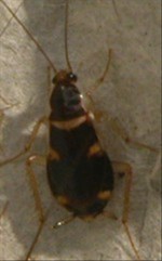 Brownbanded Cockroaches