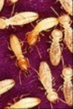 Formosan Termites