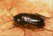Oriental Cockroaches