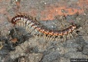Millipedes