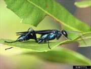 Open Pipe Mud Daubers